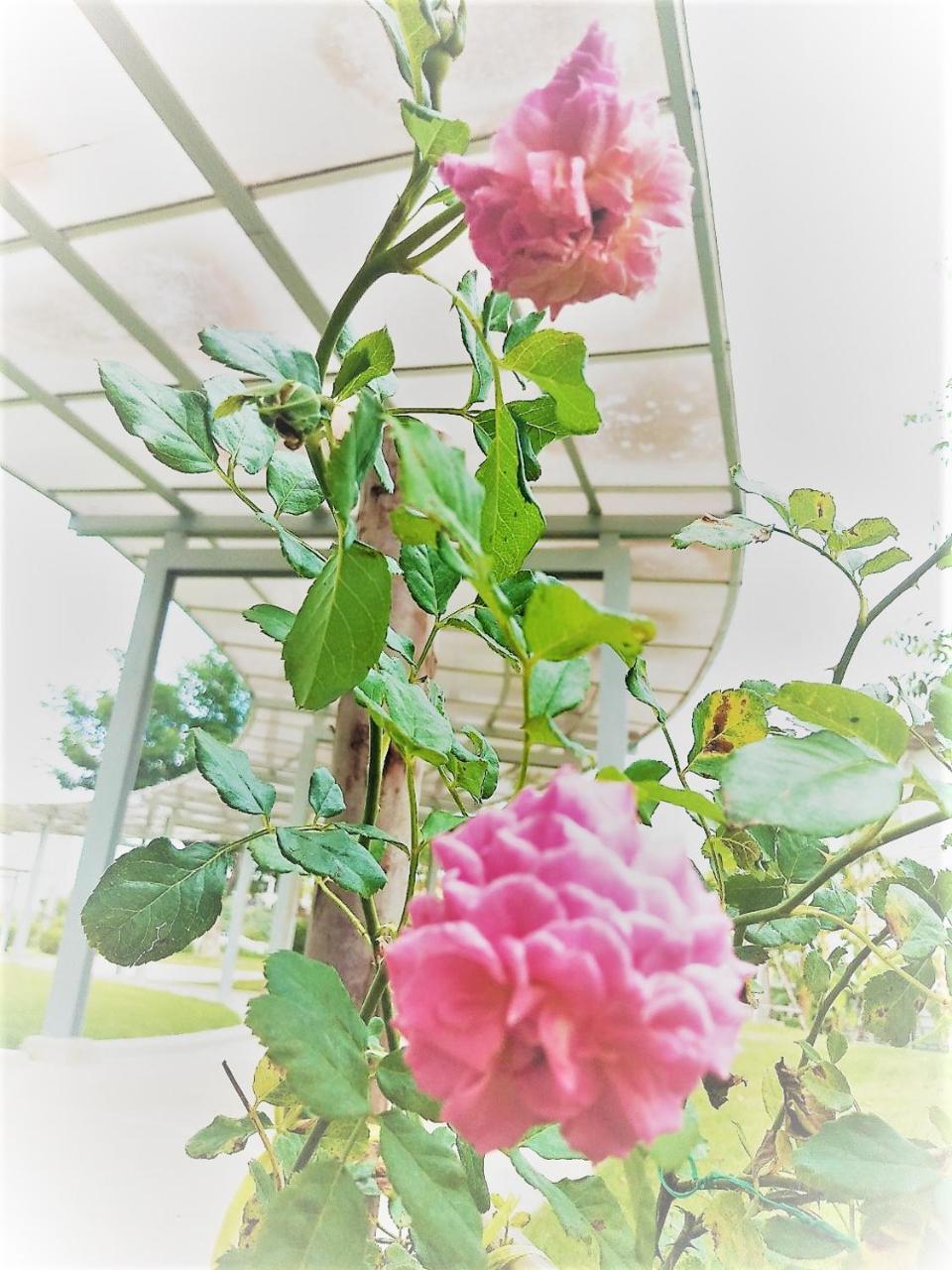 Отель The White Garden Premier Saraburi Ban Dao Ruang  Экстерьер фото